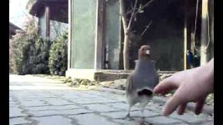 aggressives Rebhuhn perdix perdixagressive greypartridge [upl. by Nohcim]