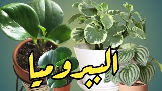 نبات الببروميا  Peperomia magnoliifolia [upl. by Odraude]