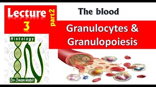 3b Histology of White blood cells part2Granulocytes and granulopoiesisBlood and lymphoid system [upl. by Corso]