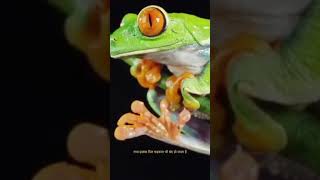 Wood frog 🐸 sardi me haiper sleep facts factteczh shortsviral factslides factfinder shorts [upl. by Towroy261]