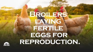 Broilers laying fertile eggs for reproduction [upl. by Acessej]