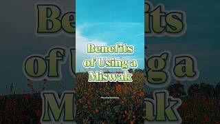 how to use miswak [upl. by Werd]