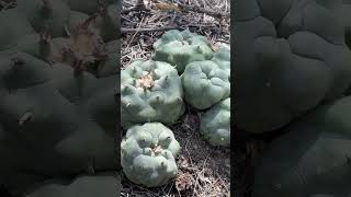 Perfect Lophophora diffusa specimen in habitat right where it belongs Looks like a cultivar right [upl. by Taddeo286]