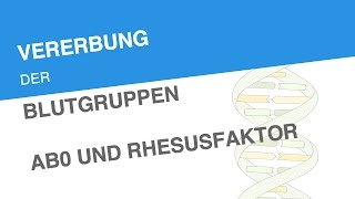 VERERBUNG DER BLUTGRUPPEN AB0 UND RHESUSFAKTOR  Biologie  Genetik und Entwicklungsbiologie [upl. by Ygief]