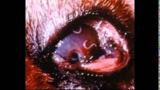 Eye Parasites Pictures [upl. by Marci671]