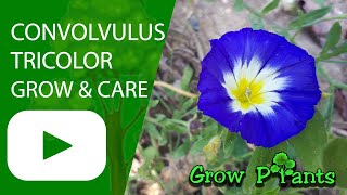 Convolvulus tricolor  grow amp care Dwarf morningglory [upl. by Lemart727]