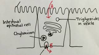 61 Absorption in the Ileum [upl. by Dorothee935]