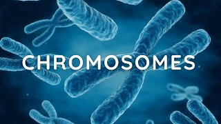 Chromosomes complete notes Key Concepts and Functions [upl. by Sackville517]