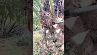 Aik din me 😳 ytshortsvideo malaysia viralshort shorts foryou india harvesting [upl. by Arimay]