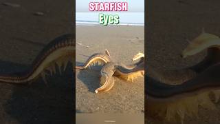 Starfish Have Eyes Or Not 🤔 facts topfirefact [upl. by Yllehs763]