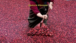 How do Cranberry grow Cranberry Festival 2022 Warrens Wisconsin Videothree JessicainWisconsin [upl. by Francene700]