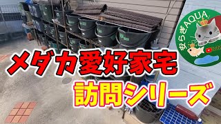 メダカ愛好家宅訪問シリーズ【神奈川県某所】赤玉土で水質を安定させる飼育スタイル‼️水換え時は塩投入！安らぎAQUAちゃんねる [upl. by Neale]