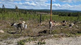 Newborn BABY Reindeer calves in Lapland black white and all sorts of brown [upl. by Ahsikin]