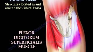 Anatomy Of The Cubital Fossa  Everything You Need To Know  Dr Nabil Ebraheim [upl. by Ayahsal]