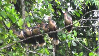 Birds of Peru Hoatzin Opisthocomus hoazin [upl. by Ariaic]