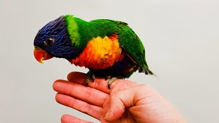 my tame rainbow lory baby birds [upl. by Herring]