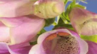 Digitalis flower structure timelapse [upl. by Hael683]