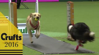 Flyball  Team  Semi Finals  Crufts 2016 [upl. by Aeriela30]