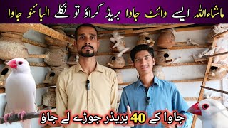 Visit Java Sparrow Setup In Karachi  40 Pairs Java Sparrow setup  Java Breeder Colony  Birds [upl. by Edaw962]