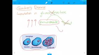 MCAT Question Lysosomal Enzymes and Gauchers Disease [upl. by Hoashis]