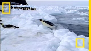 Penguin vs Leopard Seal  National Geographic [upl. by Aenitsirhc]