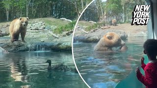 Hangry bear gobbles up ducklings at the zoo in front of horrified children ‘That was not nice’ [upl. by Lister]