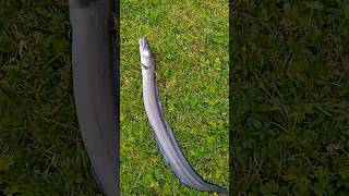 Conger eel 5pound strap congerfishing [upl. by Delacourt705]