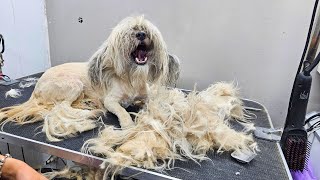 MATTED DOG HAIR REMOVAL  DOG GROOMING TRANSFORMATION [upl. by Iniretake86]