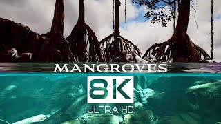 MANGROVE HABITATS 8K Nature Documentary  Cine Animals [upl. by Yerocal]