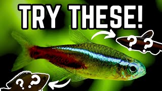 10 UNIQUE Tank Mates for Neon Tetras Fish you can keep with Neon Tetras [upl. by Schroder]