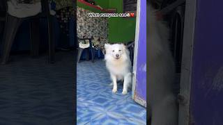 What everyone see and what I remember  indian spitz dog barking  indian spitz dog  dog lover [upl. by Daney]