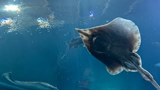 amybuxtonhome oregoncoastaquarium [upl. by Yi]