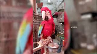 Red Headed Parrot  New Breed Parrot [upl. by Savadove]