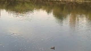 Keene NH Ashuelot River Park Crane and 12 Ducks [upl. by Naasar453]