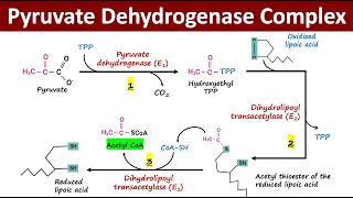 What is Pyruvate Dehydrogenase Complex PDH Complex  Oxidative Decarboxylation of Pyruvate [upl. by Nyleikcaj]