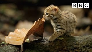 Worlds smallest cat 🐈 BBC [upl. by Lednor]