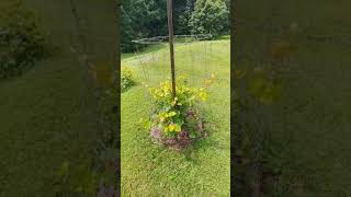 RazzMaTazz Seedless Grape Vine Video amp Information [upl. by Nabroc]