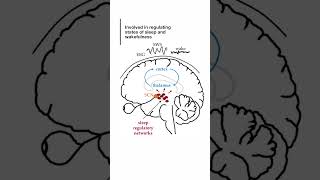 Functions of Thalamus brain anatomy humanbrain medical biology [upl. by Icnan]