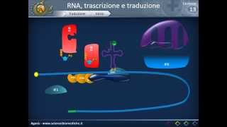 Biologia 13  RNA trascrizione e traduzione parte 2 [upl. by Cullen]