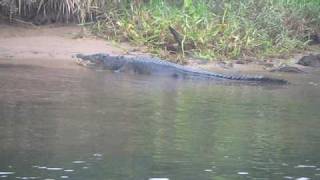 Chris Dahlbergs Daintree River Tours [upl. by Notirb]