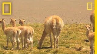 Researchers Race to Witness Vicuña Birth  National Geographic [upl. by Jollanta275]