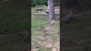 TUFFquotr CAT😸🐺 coyote weavethecoyote rickybobby howiedewitt nature wildlife animal animals [upl. by Libbey]