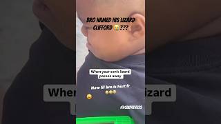 When Your Lizard Passes Away 😔 rip shortsfeed lizard shortsviral shortsfunny funnyshorts [upl. by Rozalie174]