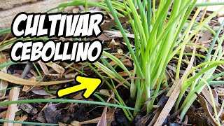 ¡CULTIVA CEBOLLINO SIN PARAR 😱 Fácil y Rápido  La Huerta de Ivan [upl. by Urbanus]