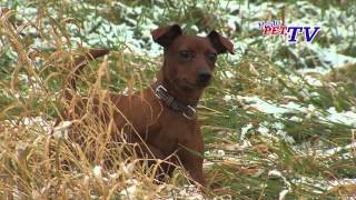 Zwergpinscher Informationen zur Rasse [upl. by Ayrotal]