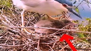 Baby hockey bird waiting for mother to come to the nestbirds [upl. by Euqinimod831]