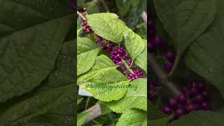 American BeautyBerry bush plant [upl. by Bonnell]