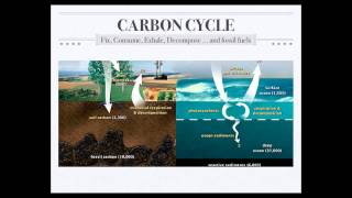 Biogeochemical Cycles [upl. by Seabrook]