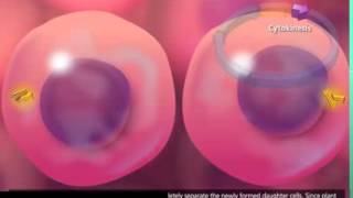 Cell Cycle and Mitosis 3D Animation [upl. by Asirrom98]