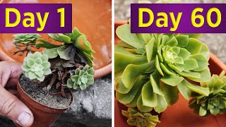 Saving Aeonium from Pythium root rot with Trichoderma Fungi [upl. by Nikral164]